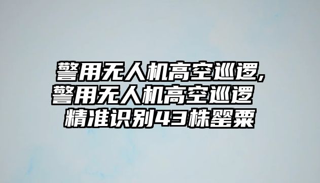 警用無人機高空巡邏,警用無人機高空巡邏 精準識別43株罌粟